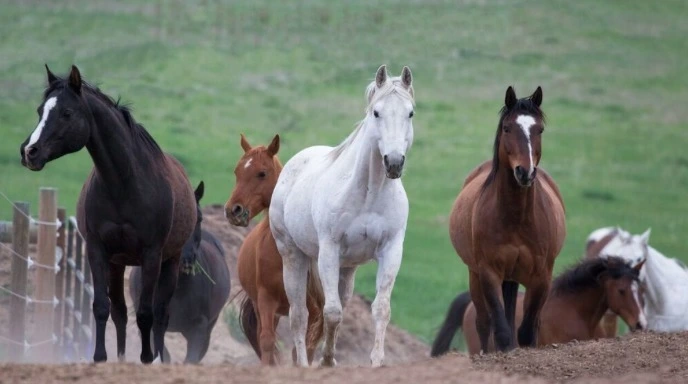 rocky-mountain-equine-assisted-psychotherapy-gallery.jpg