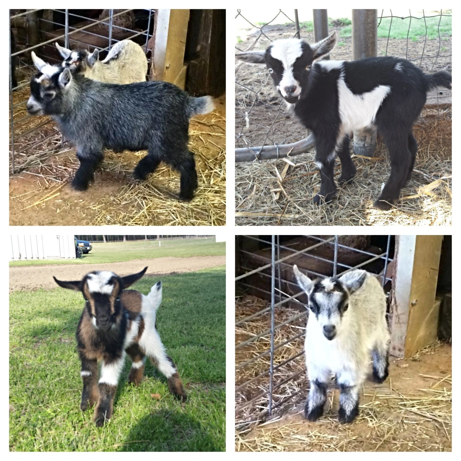 triple-play-farm-llc-gallery-3.jpg