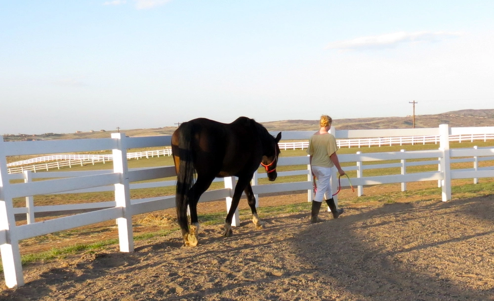 zumas-equine-assisted-learning-gallery-2.jpg