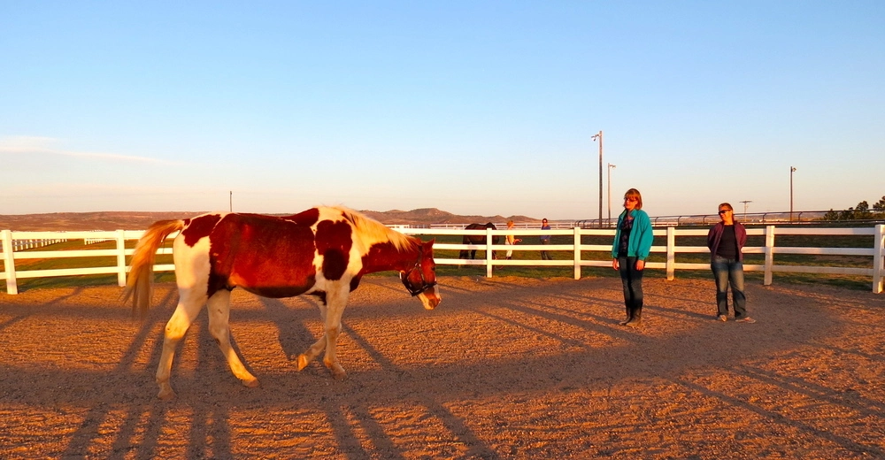 zumas-equine-assisted-learning-gallery-3.jpg