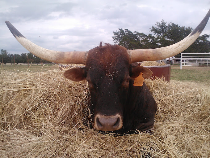 robs-ranch-purcell-90-day-program-gallery-24.jpg