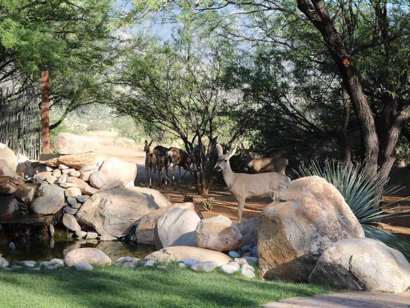sierra-tucson-gallery-18.jpg